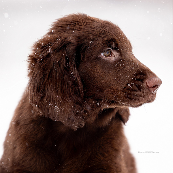 Щенок помёта М