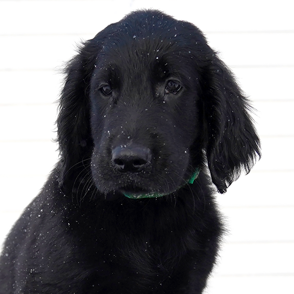 Щенок помёта М