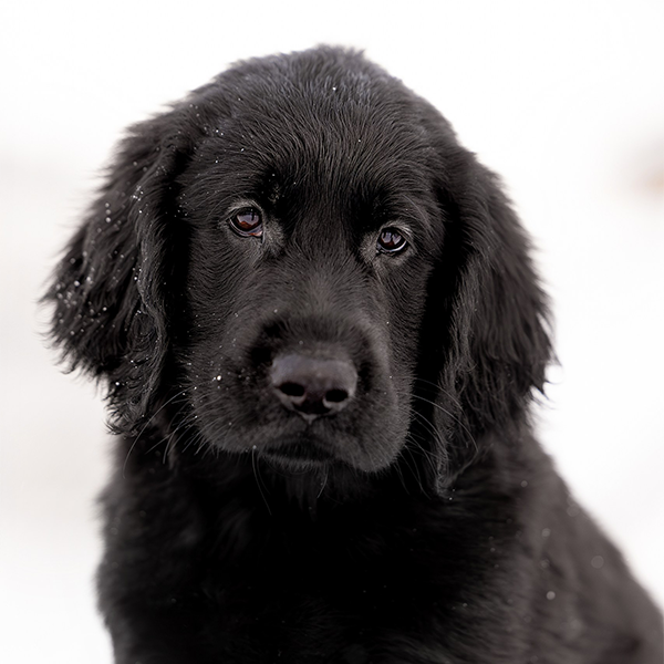 Щенок помёта М