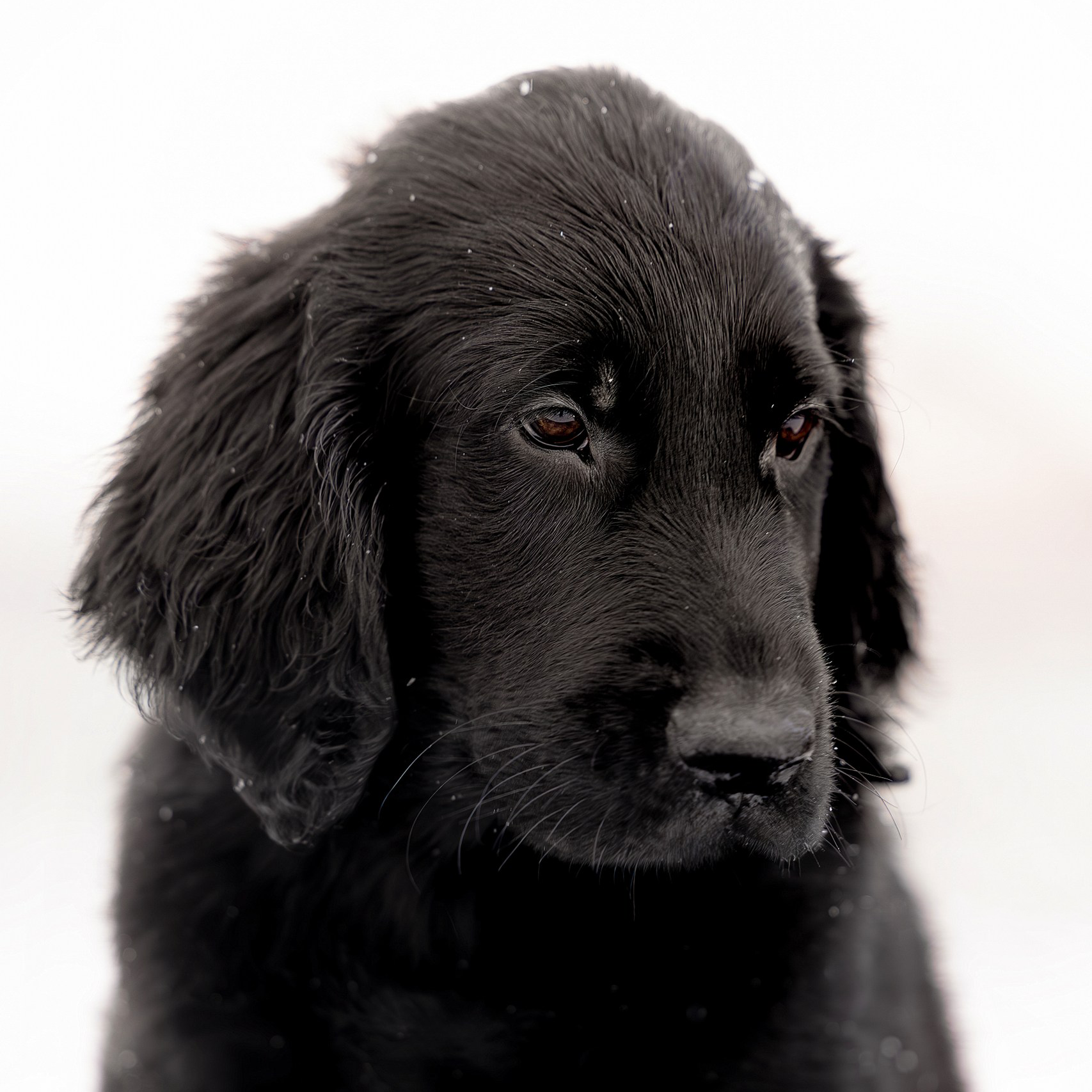 Щенок помёта М