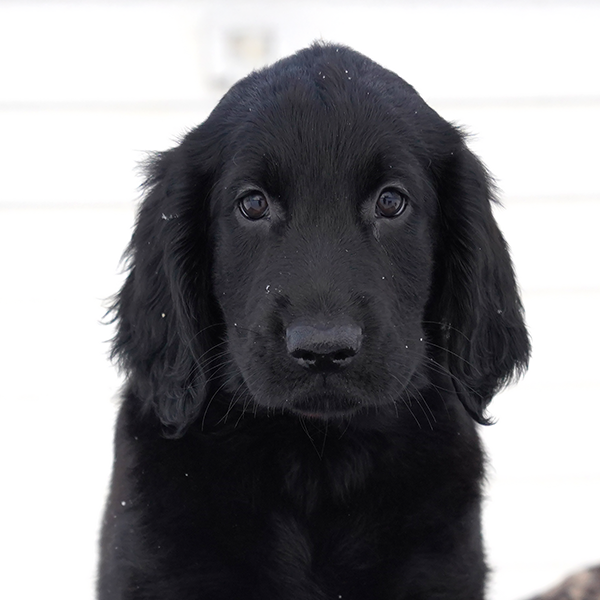 Щенок помёта М